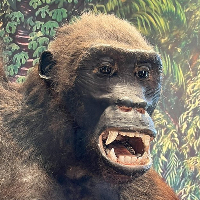 GeorgeTheGorilla