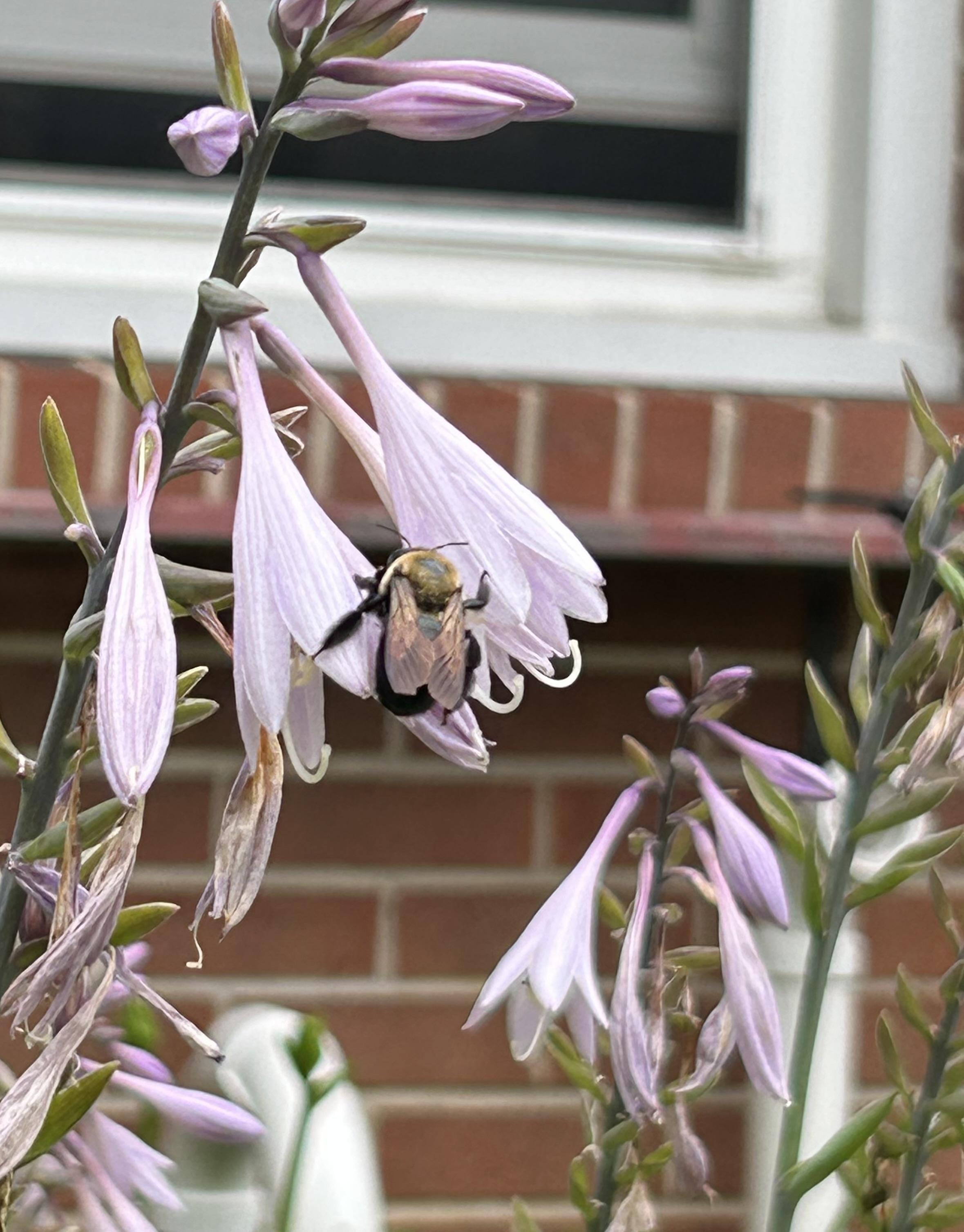 A chunky bee asleep with her feet across a couple hosta flowers.