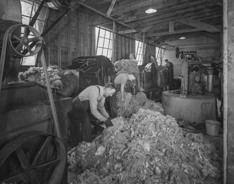 Black and white image of people working in a woolen mill managing huge piles of shorn wool straight from the sheep.